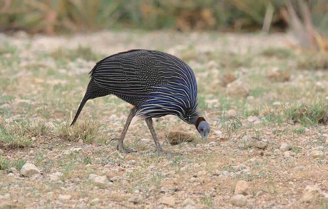 Vulturine Guineafowl Full